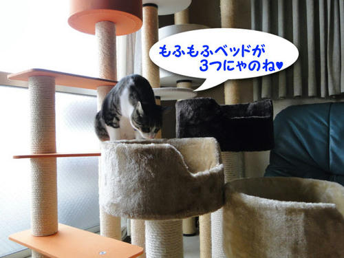 モフモフベッドが3つ