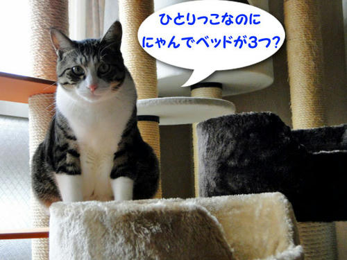 ひとりっ子なのに?