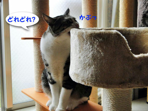 かぷっ
