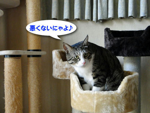 悪くないにゃよ