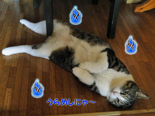 うらめしにゃ~