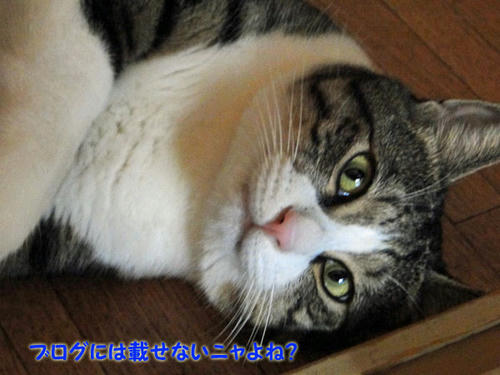 ブログには載せないよね?