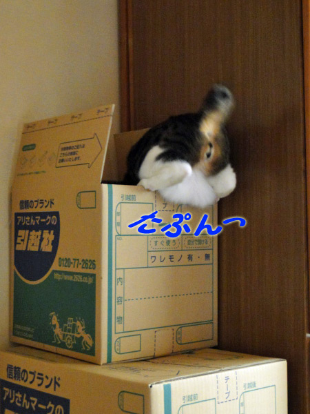 ひょいっ☆