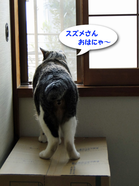スズメさんおはにゃ~