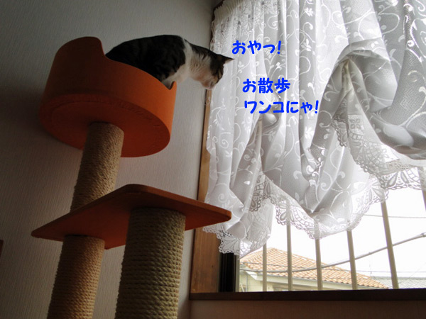 ワンコにゃ!