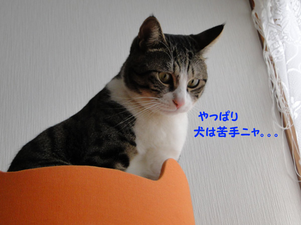 犬は苦手ニャ・・・