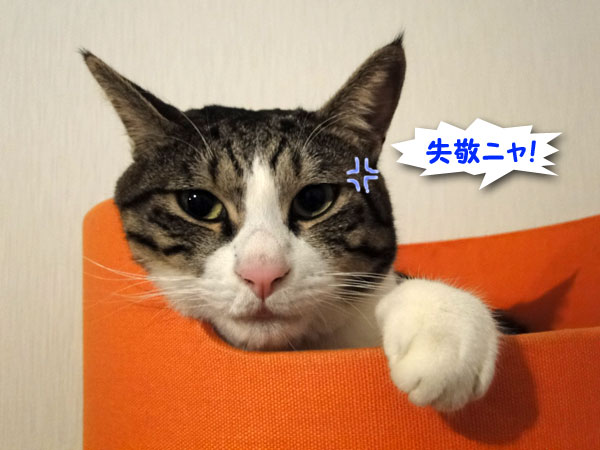 失敬ニャ!