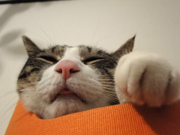舌ちら