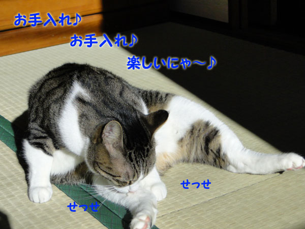 お手入れ♪お手入れ♪