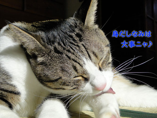 身だしなみは大事ニャ♪