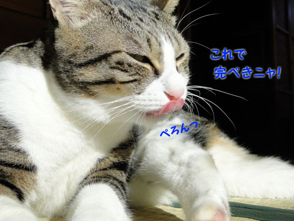 これで完璧ニャ