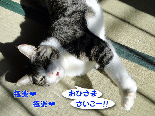 お日さま最高!