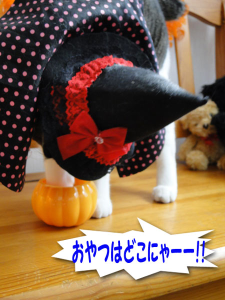 おやつ どこー?