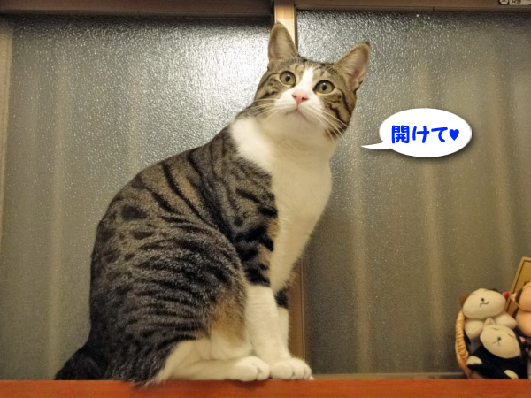 開けて♪