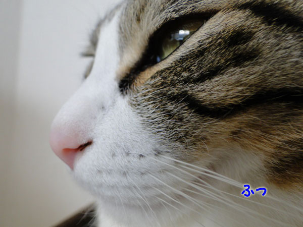 ふっ