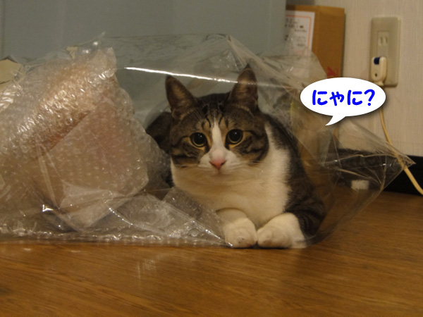 にゃに?