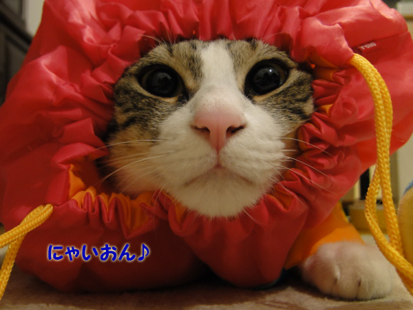 にゃいおん♪
