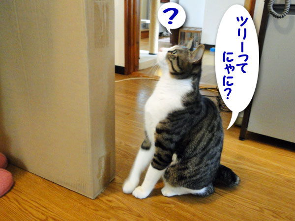 クリスマスツリーって何?