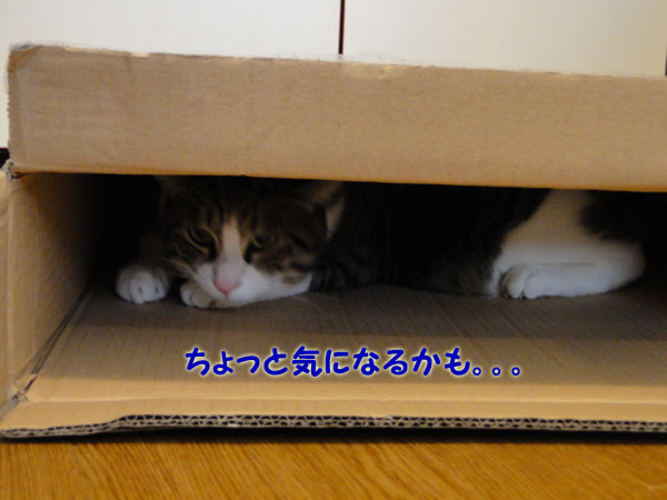 気になる・・・