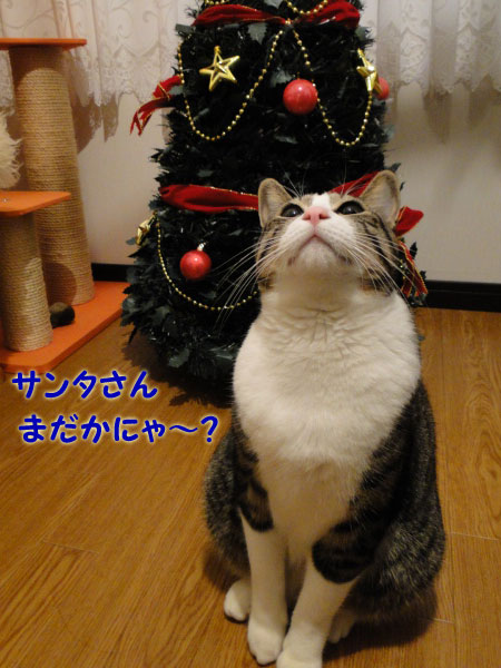 サンタさん、まだかな～