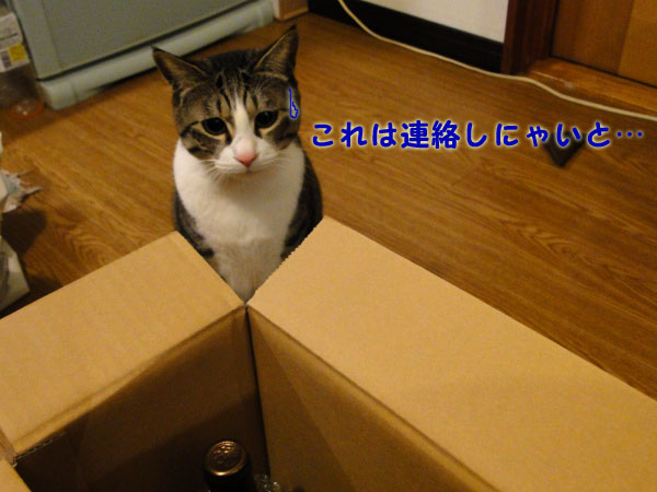 これは連絡しないと