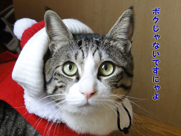 ボクじゃないにゃよ