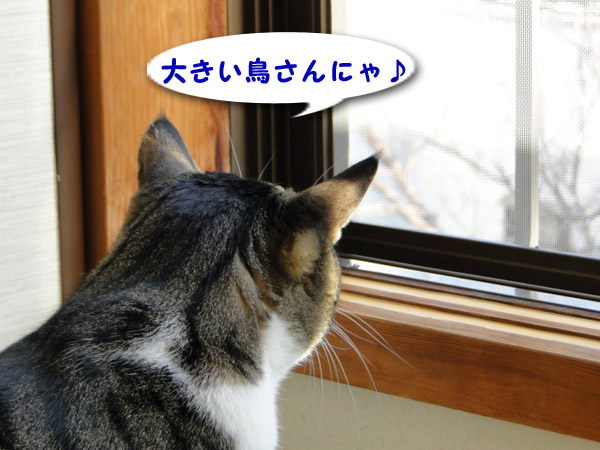 大きい鳥さんにゃ♪