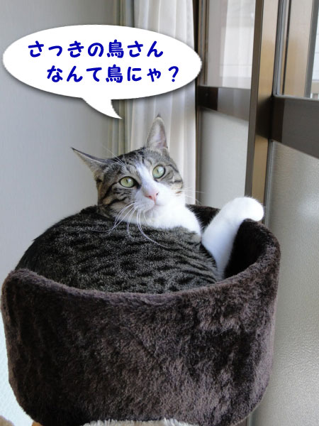 なんて鳥?