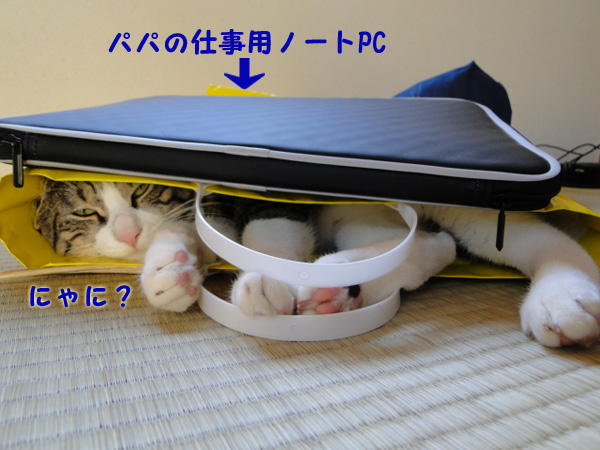 にゃに?