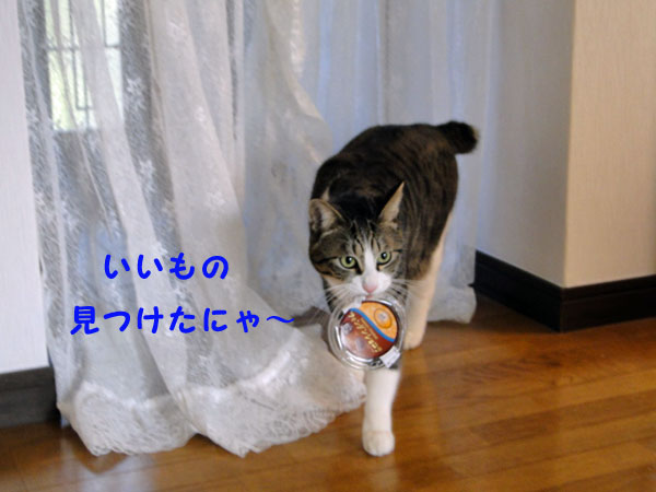 いいもの見つけたにゃ♪