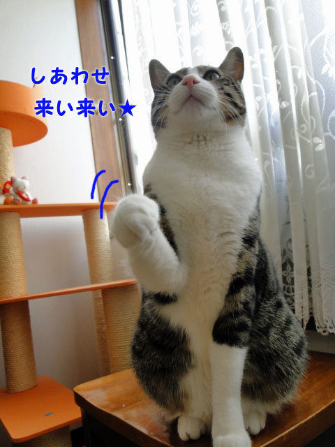 福招き