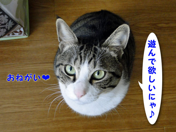 遊んで欲しいにゃ♪