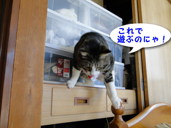 これで遊ぶのにゃ!