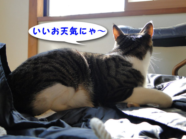 いいお天気にゃ~
