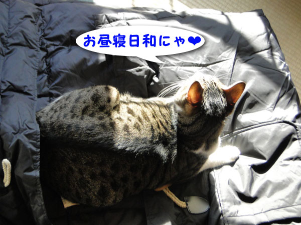 お昼寝日和にゃね♪