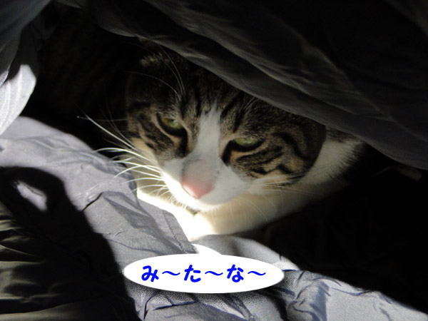 みーたーなー
