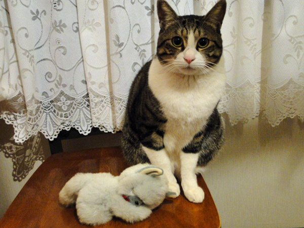 猫のぬいぐるみとだいふく