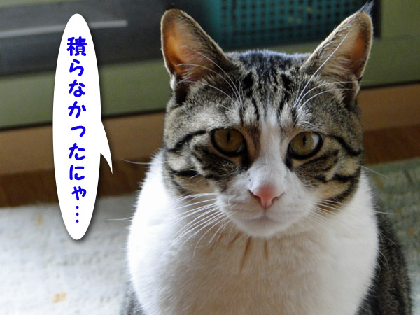 積もらなかったニャ