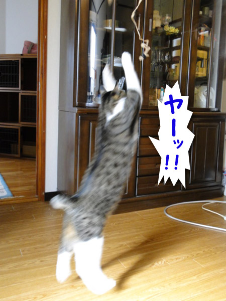 ヤーッ!