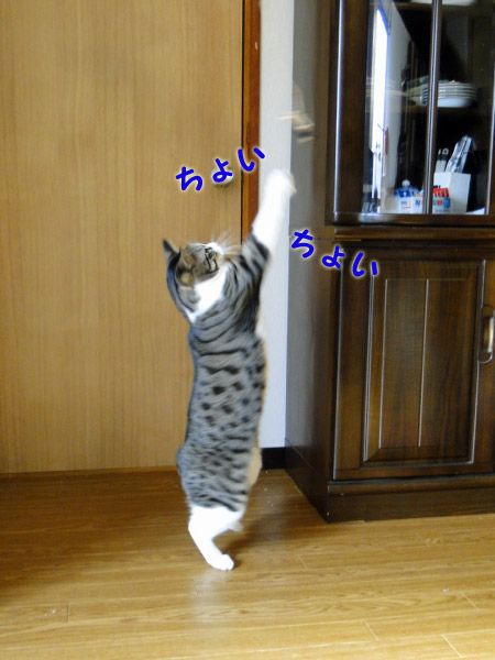 ちょいちょい