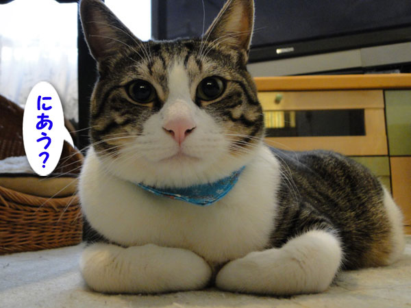 似合う?