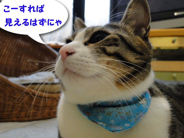 こうすれば見えるにゃ♪
