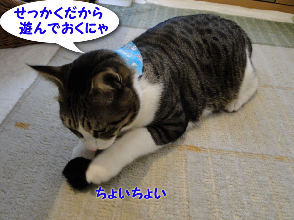せっかくだから遊ぶにゃ