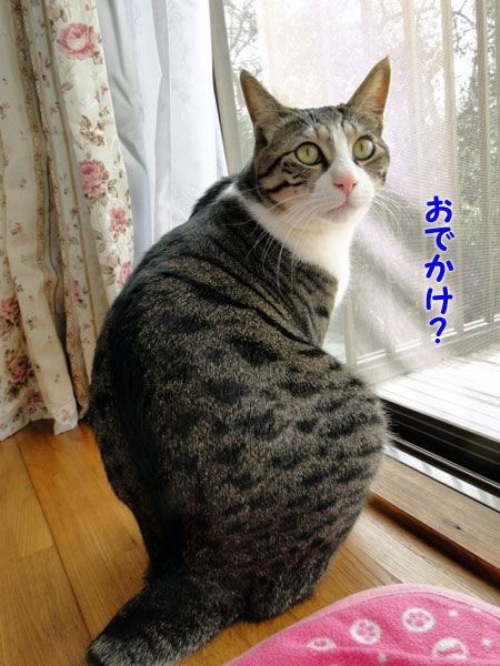 おでかけ?