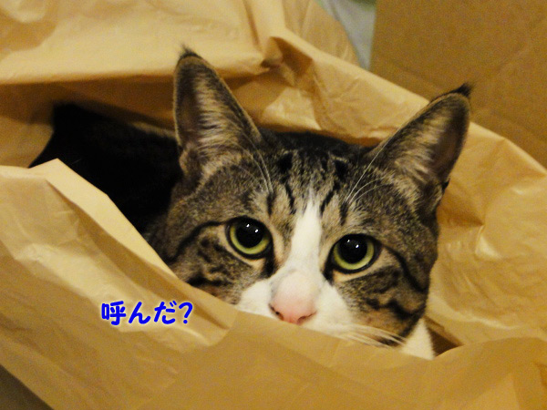 呼んだ?