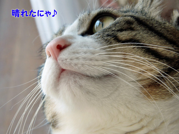 晴れたニャ♪