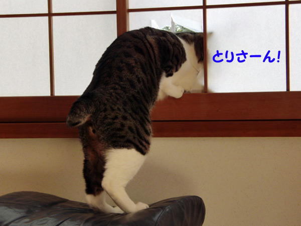 鳥さん!