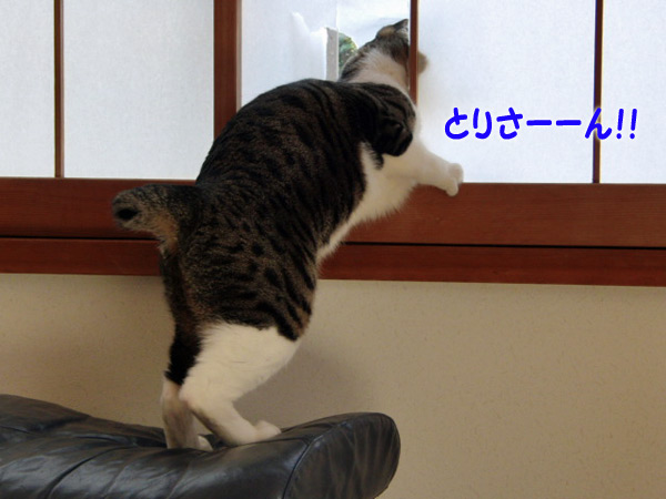 鳥さ~ん!