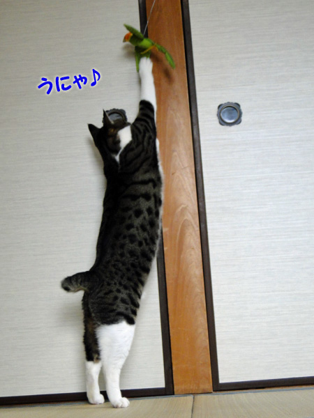うにゃっ!