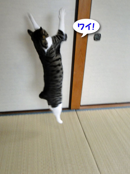 ワイ